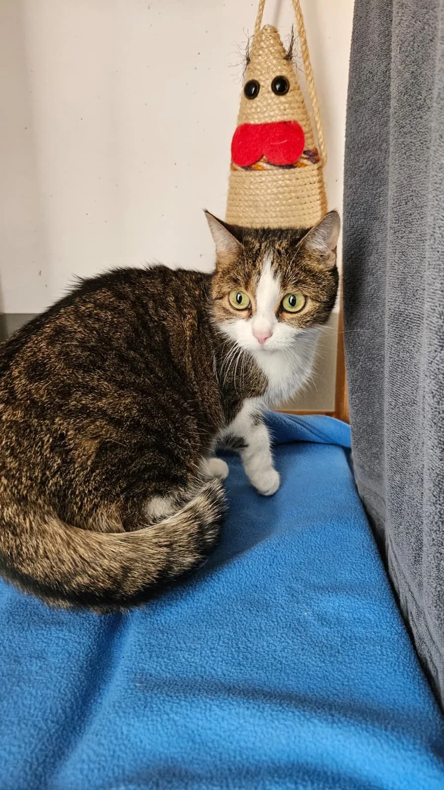 Kurumi, female Mixed Breed for adoption at Tierheim Landkreis Freising