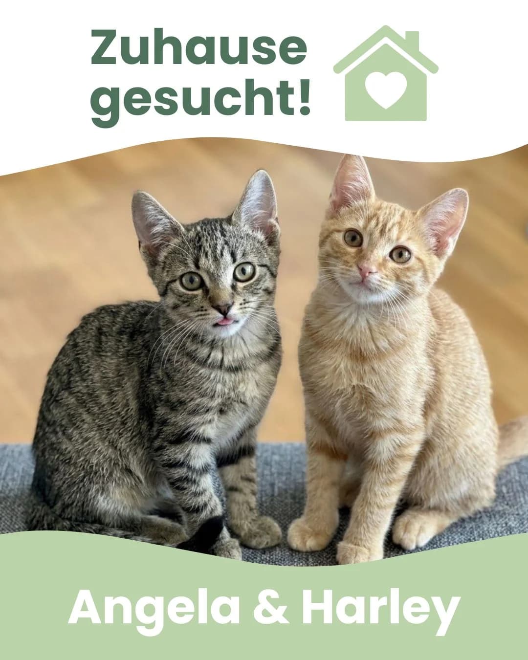 Angela & Harley, female Mixed Breed for adoption at Tierheim Landkreis Freising