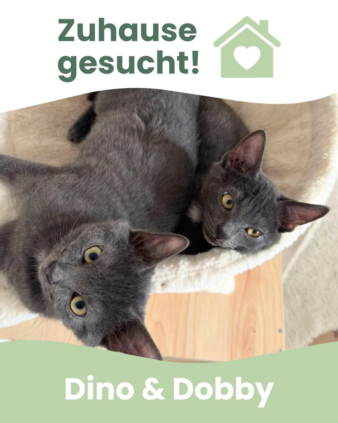 Dino & Dobby, male Mixed Breed for adoption at Tierheim Landkreis Freising