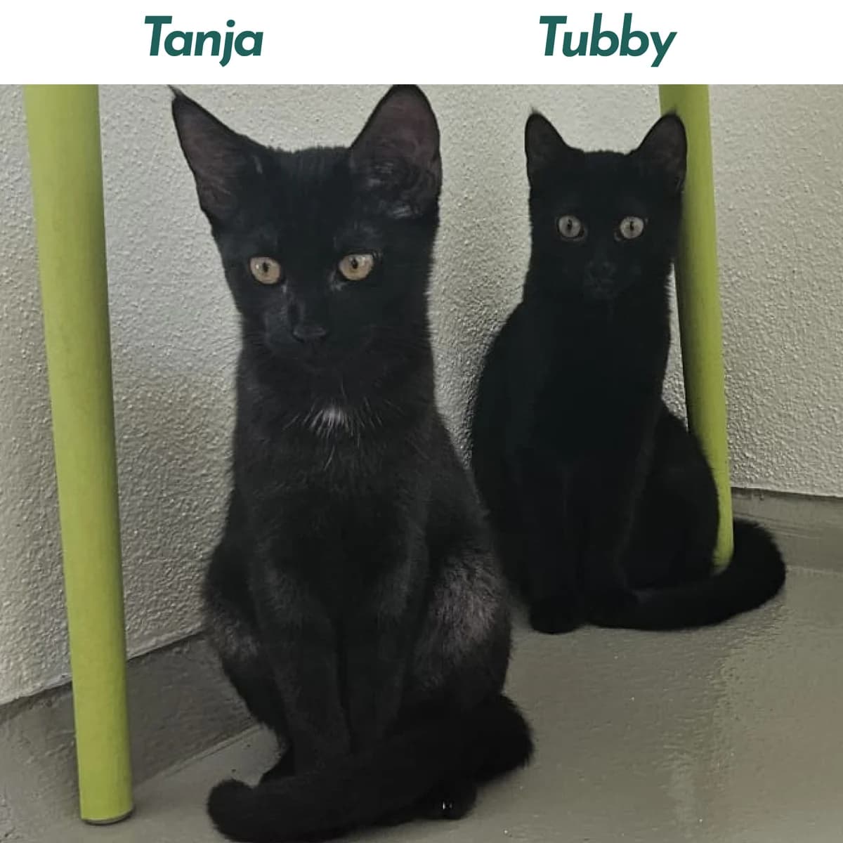 Tanja und Tubby, female puppy Mixed Breed for adoption at Tierheim Landkreis Freising