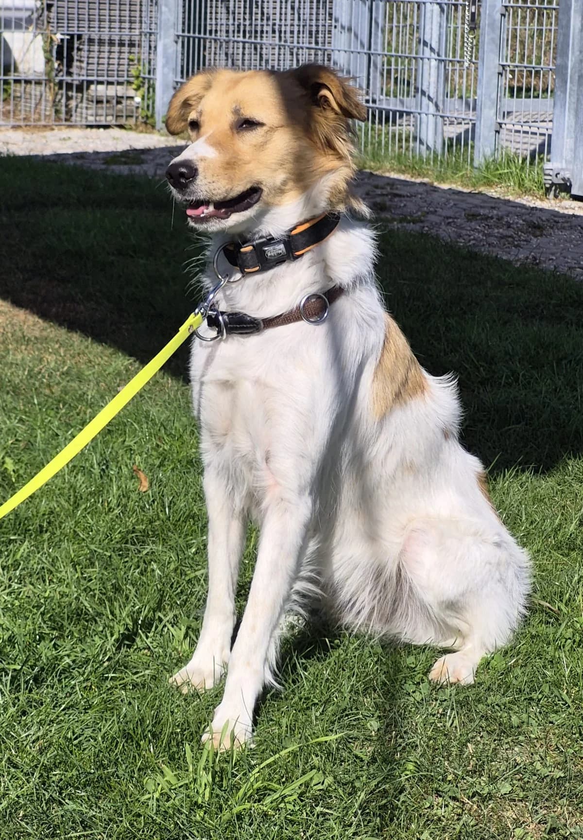 Bailey, female young Mixed Breed for adoption at Tierheim Landkreis Freising