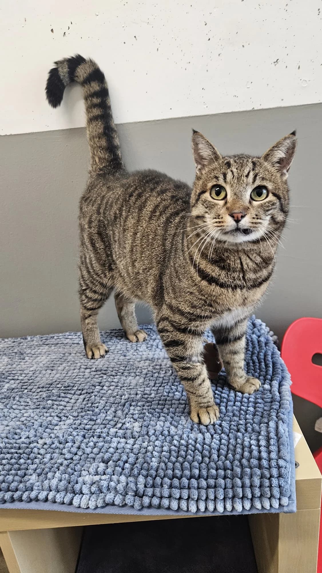 Wasabi, male 5yo Mixed Breed for adoption at Tierheim Landkreis Freising
