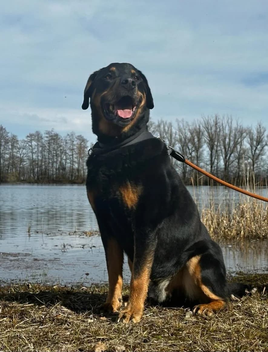 Rex, male senior Mixed Breed for adoption at Tierheim Landkreis Freising