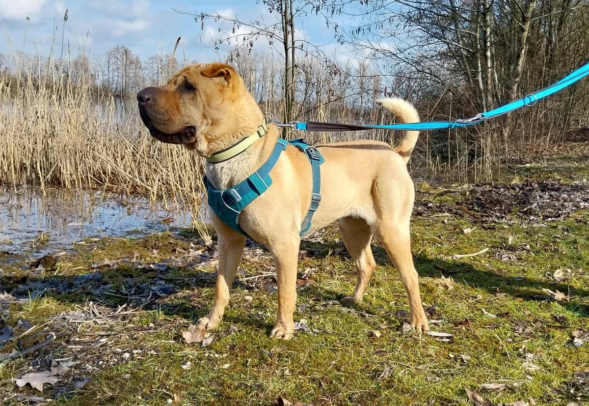 Hedwig, female senior Mixed Breed for adoption at Tierheim Landkreis Freising
