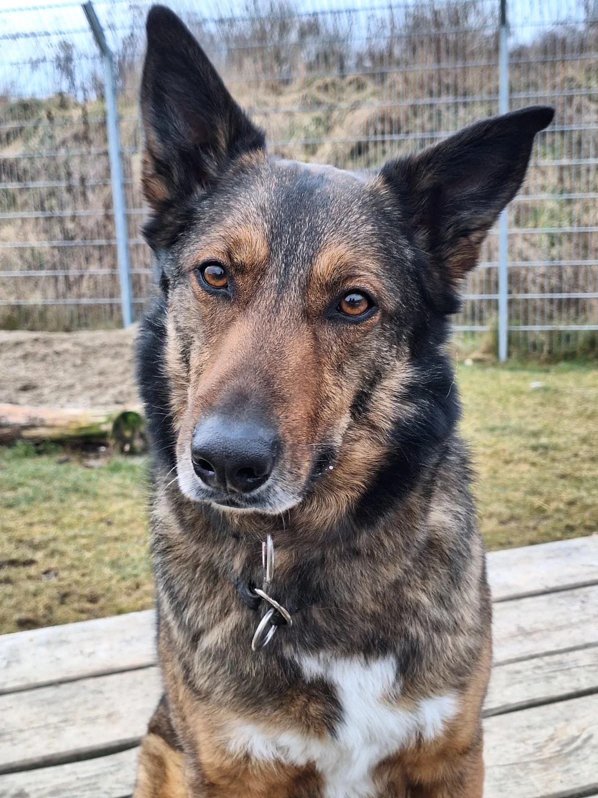 Spiky, male 5yo Mixed Breed for adoption at Tierheim Landkreis Freising