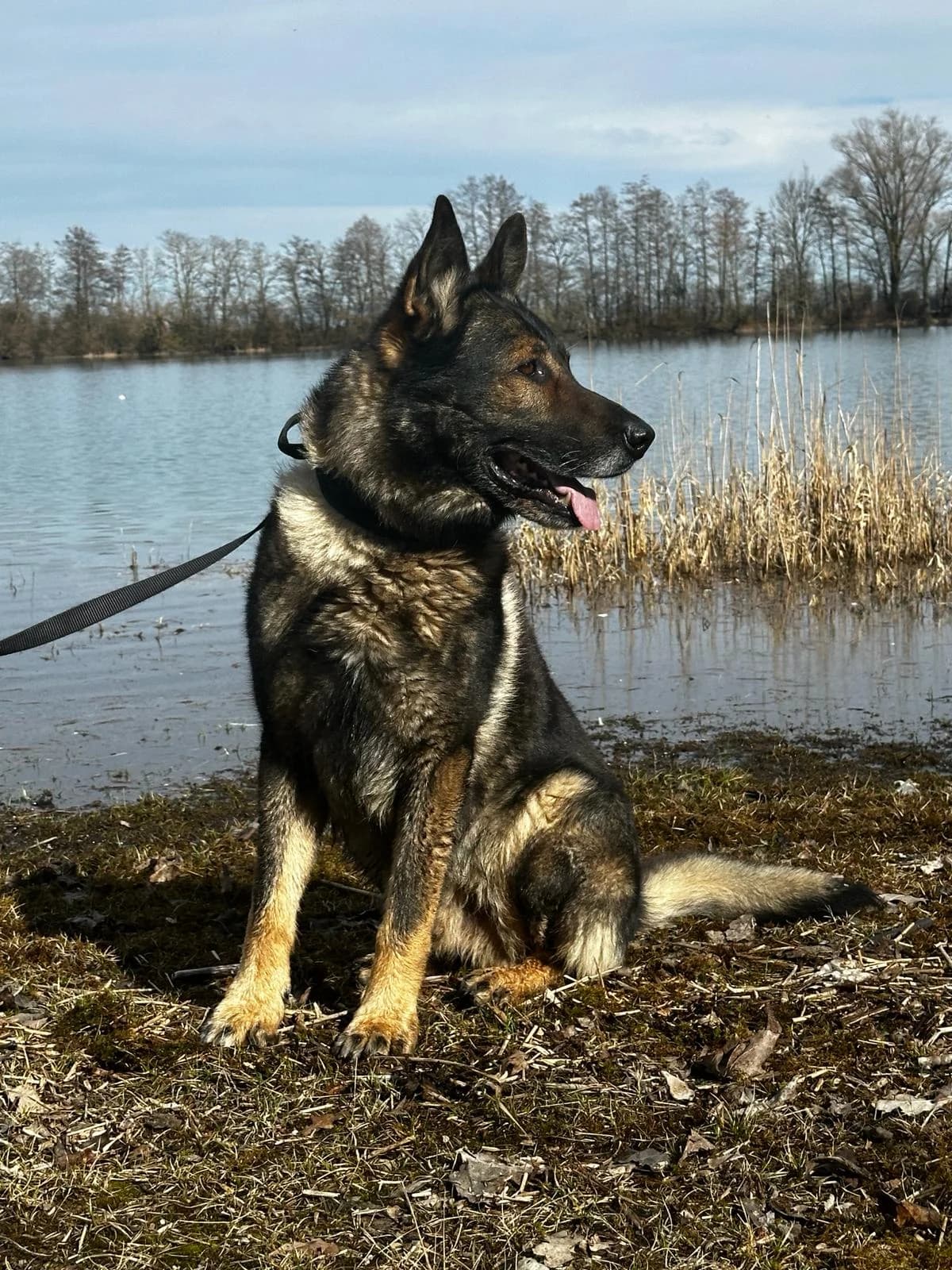 Daimen, male senior Mixed Breed for adoption at Tierheim Landkreis Freising