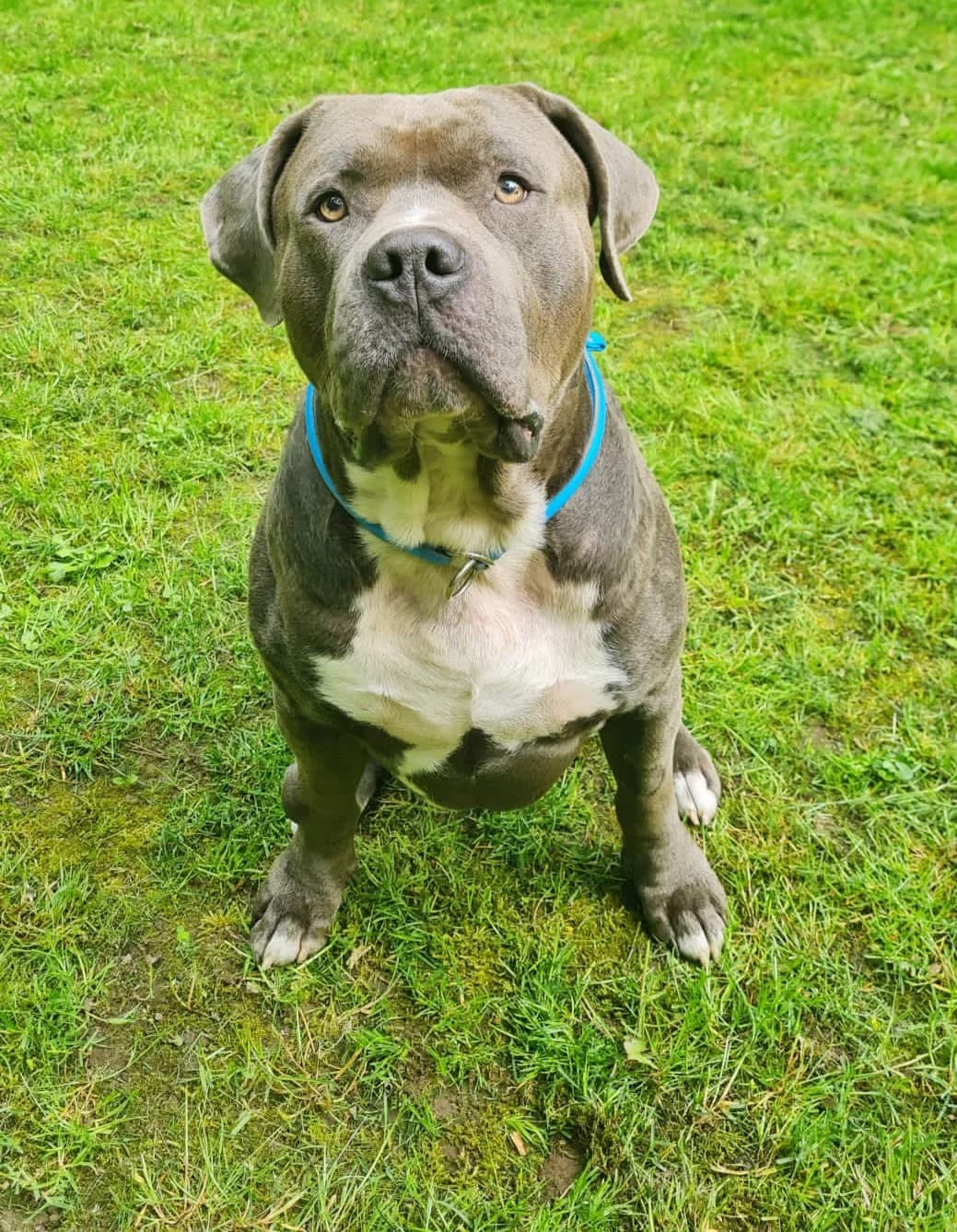 Baba, male 5yo Mixed Breed for adoption at Tierheim Tierschutzverein Freital