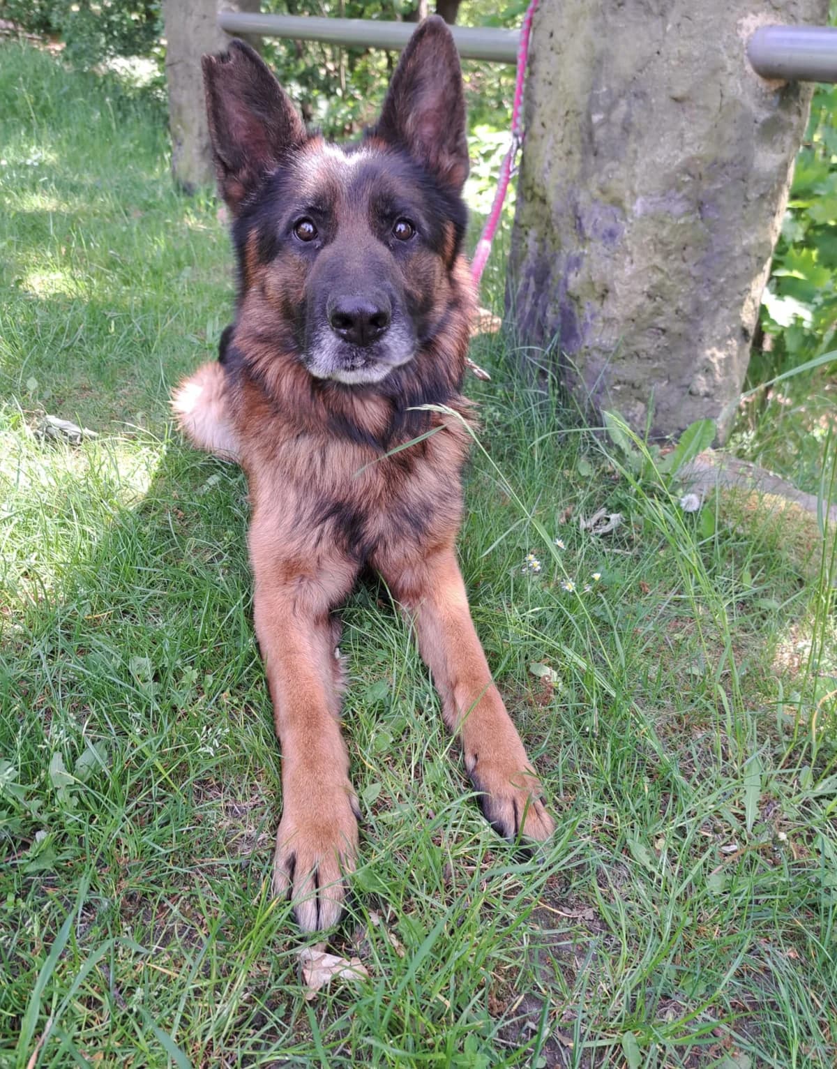 Kayo, male senior Mixed Breed for adoption at Tierheim Tierschutzverein Freital
