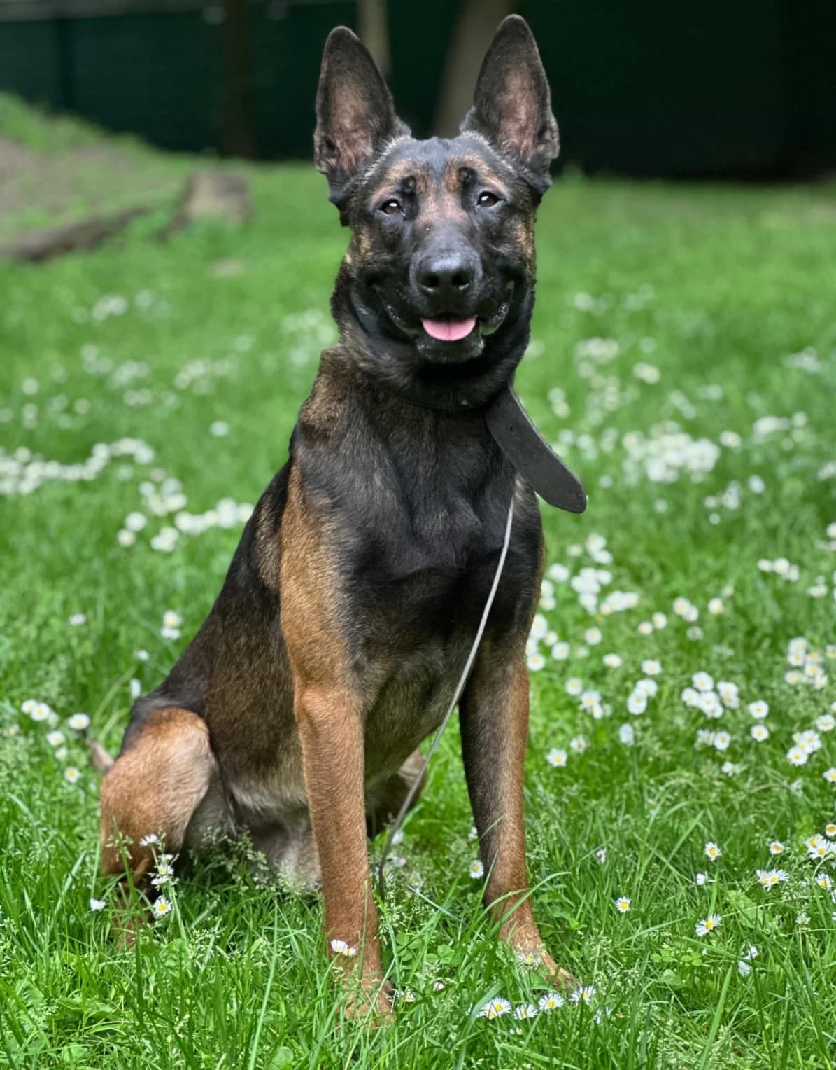 Kimbo, male 3yo Mixed Breed for adoption at Tierheim Tierschutzverein Freital