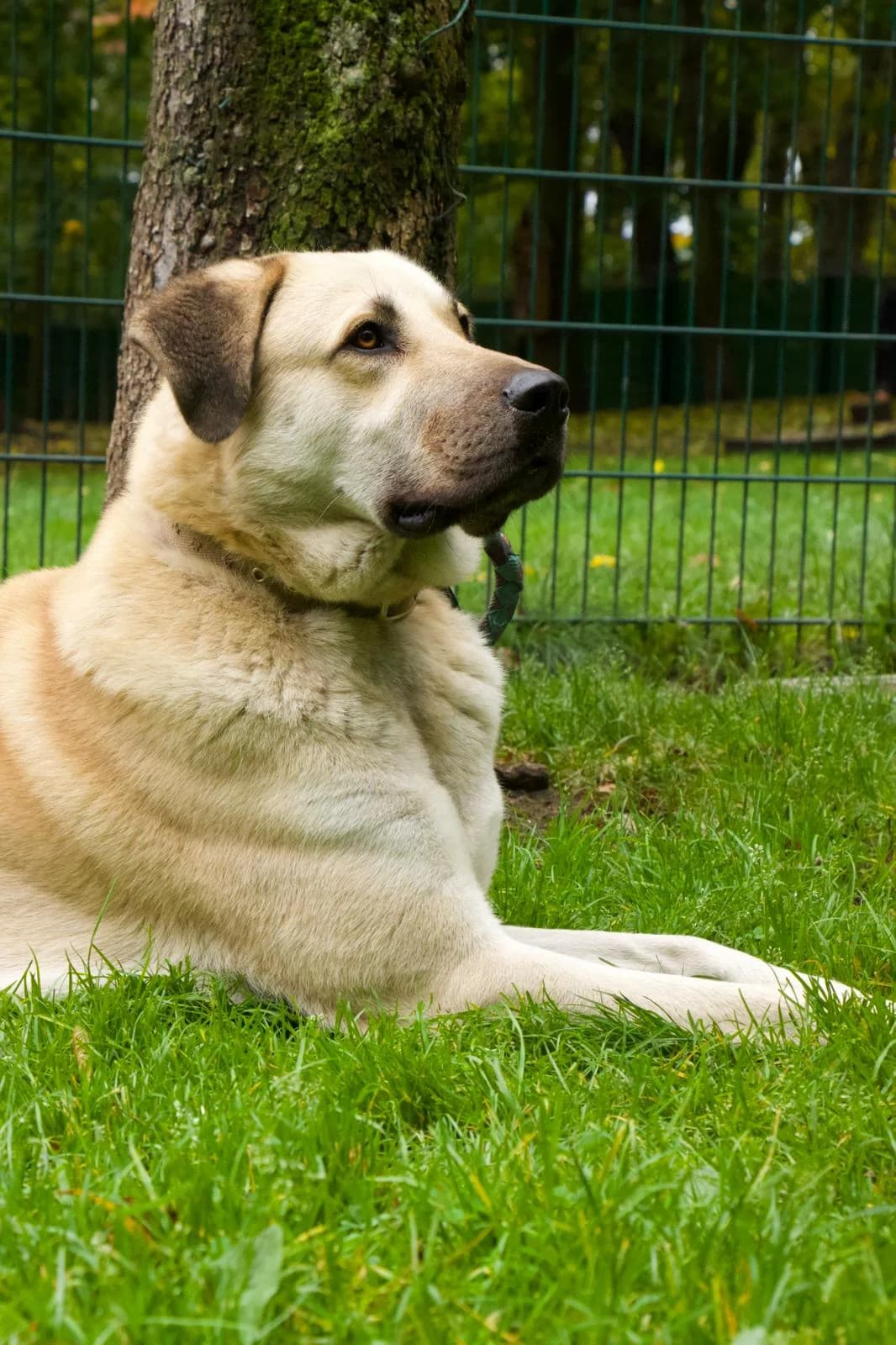 MAX, Kangal for adoption at Tierheim Tierschutzverein Freital
