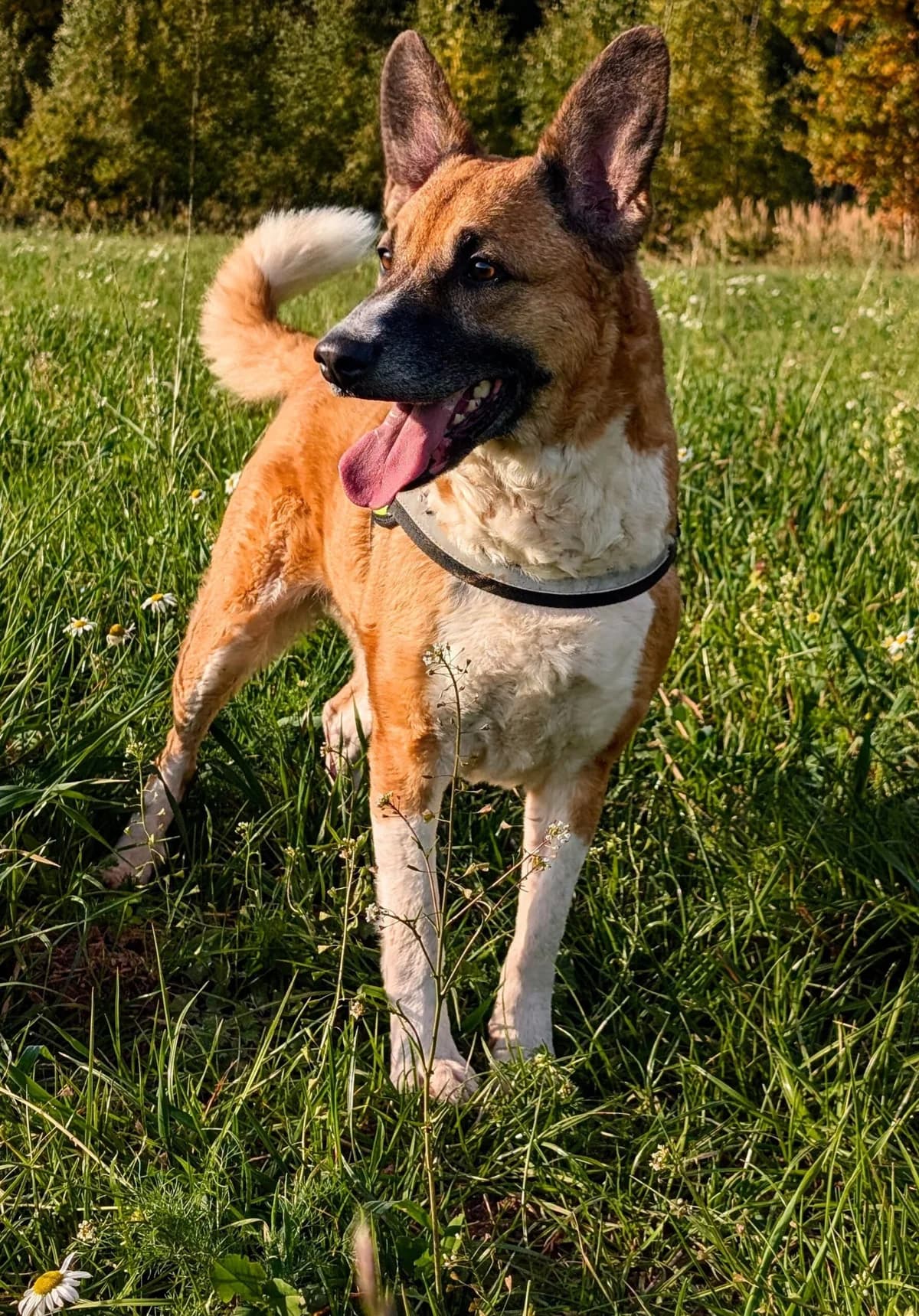 Cleo,  6yo Mixed Breed for adoption at Tierheim Tierschutzverein Freital