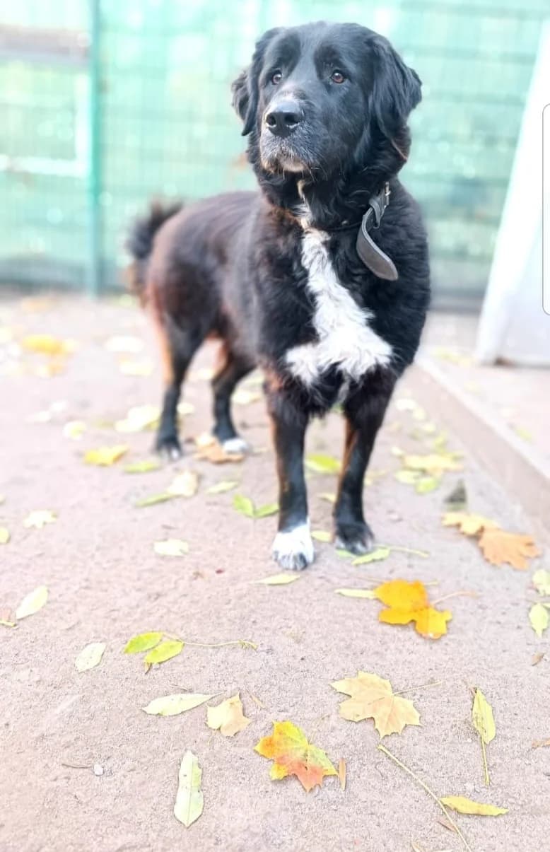 Aico, male Mixed Breed for adoption at Tierheim Tierschutzverein Freital