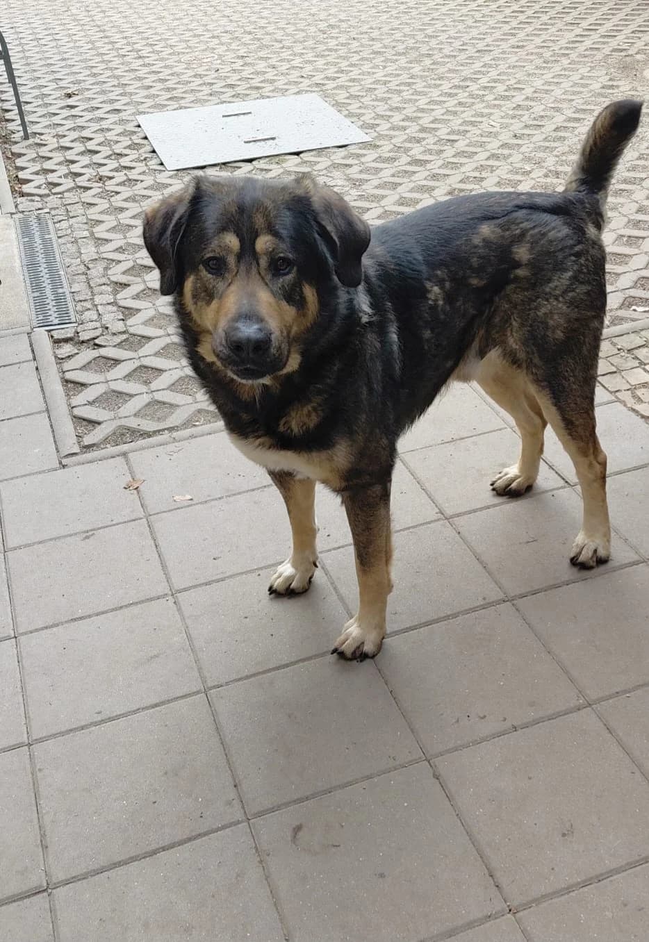 Wolf, female Mixed Breed for adoption at Tierheim Tierschutzverein Freital