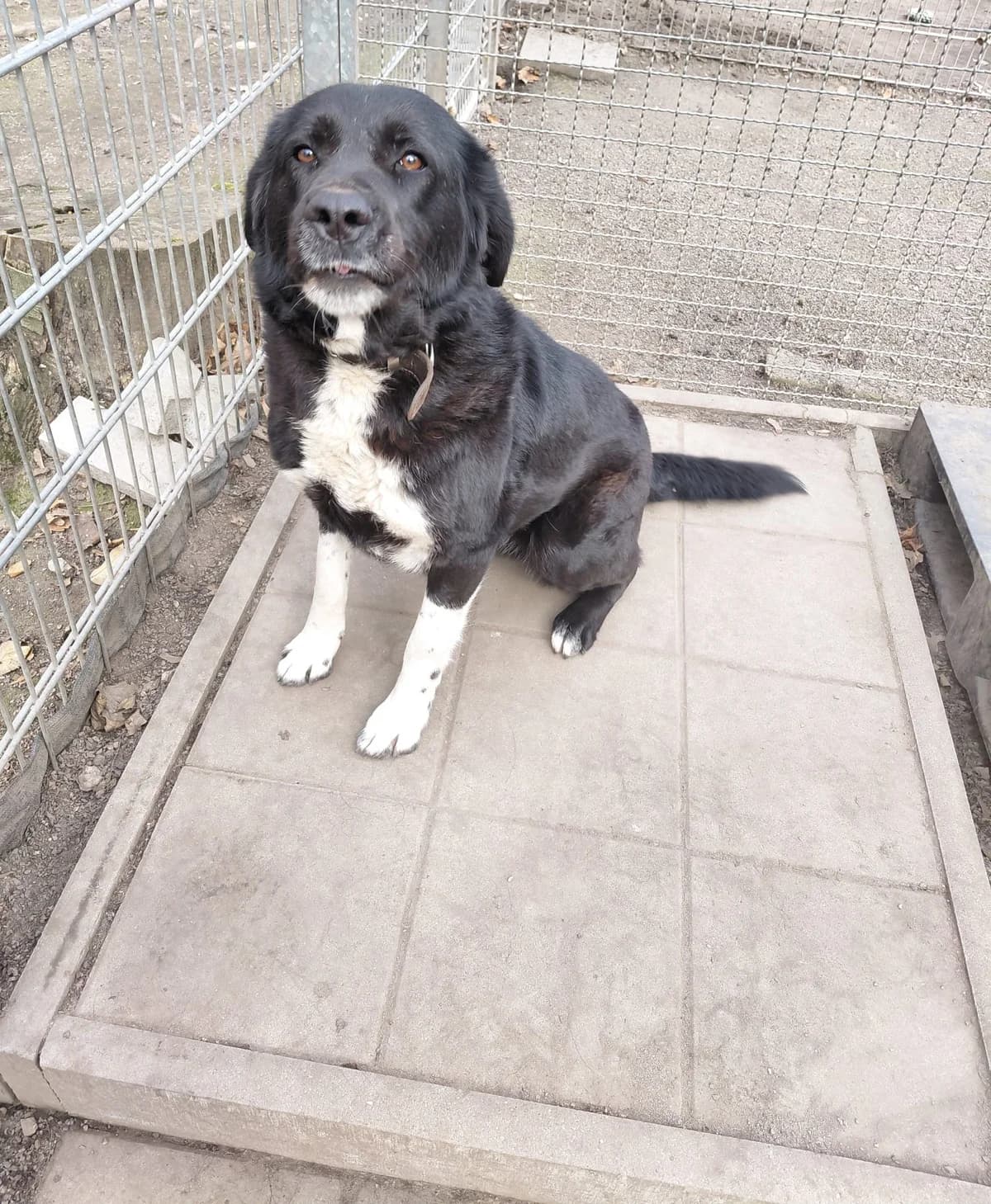 Cora, female Mixed Breed for adoption at Tierheim Tierschutzverein Freital