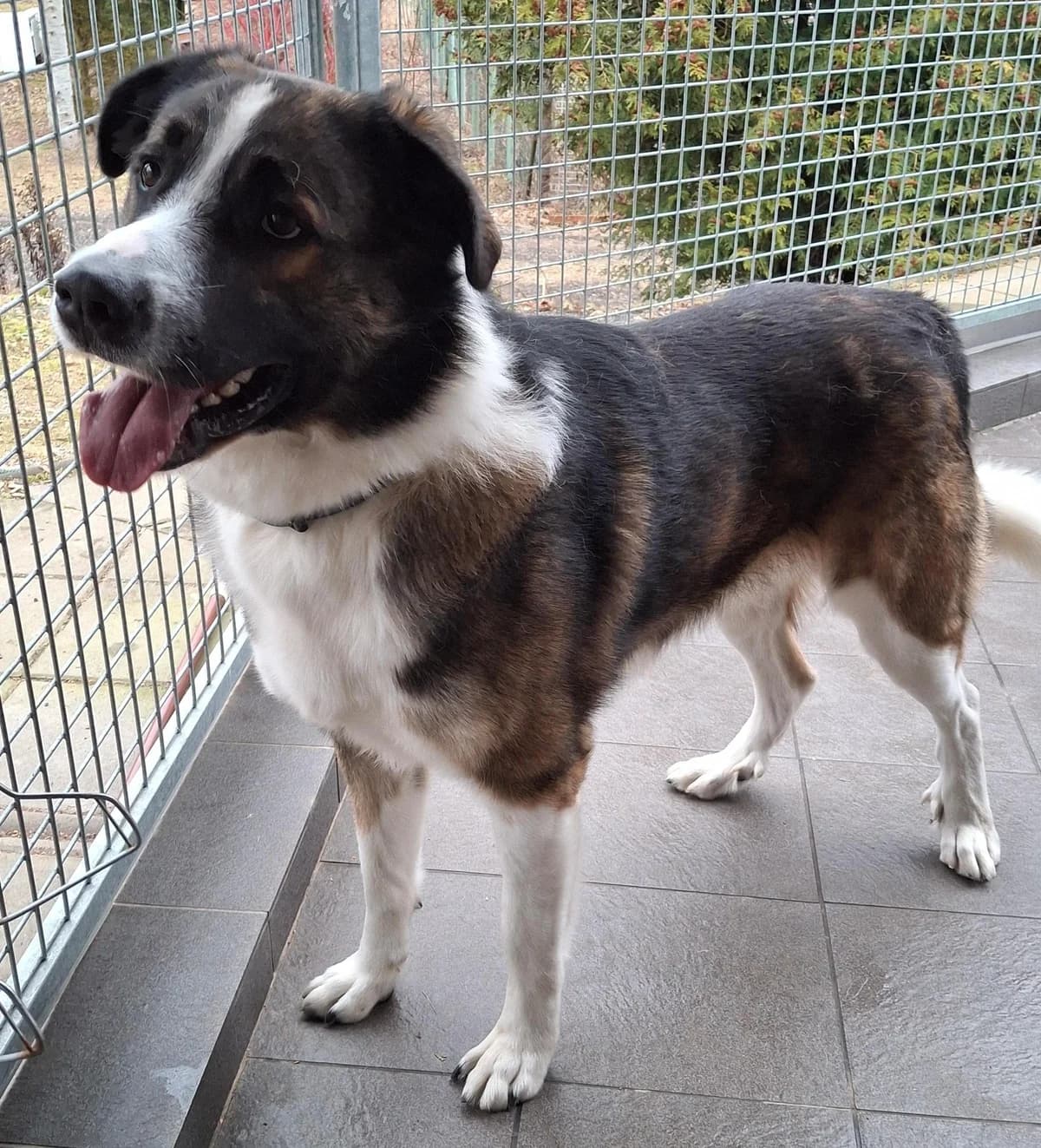 Lennart (lenny), male senior Mixed Breed for adoption at Tierheim Tierschutzverein Freital