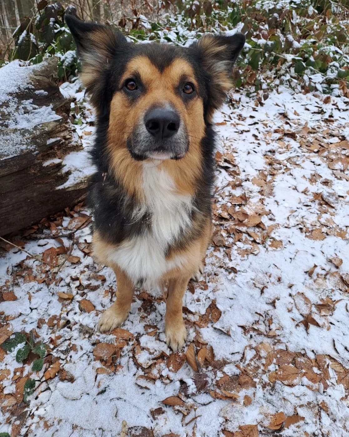 Rocky, male 7yo Mixed Breed for adoption at Tierheim Tierschutzverein Freital
