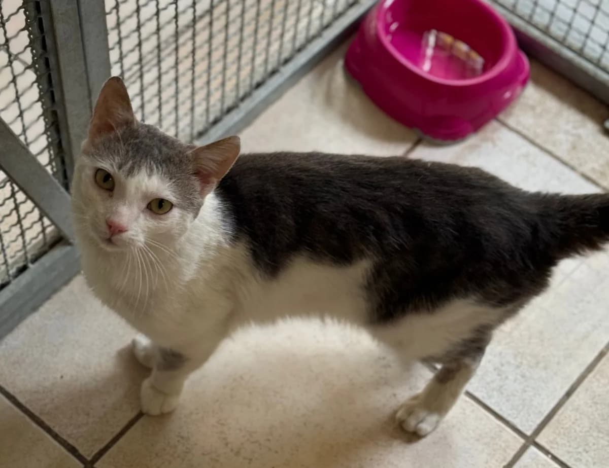 Jürgen, male 7yo Mixed Breed for adoption at Tierheim Tierschutzverein Freital