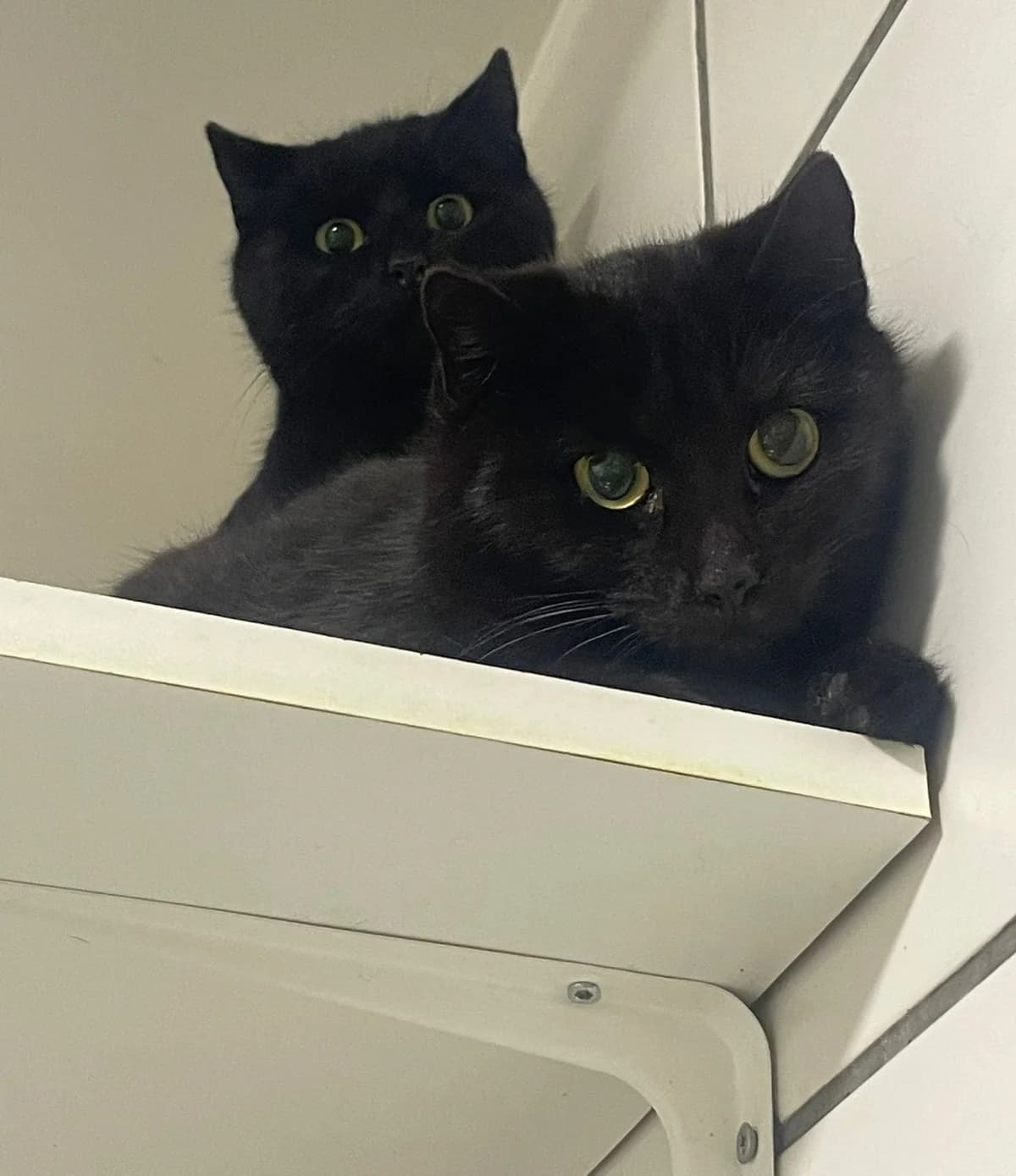Pims Und Pepito, male young Mixed Breed for adoption at Tierheim Tierschutzverein Freital