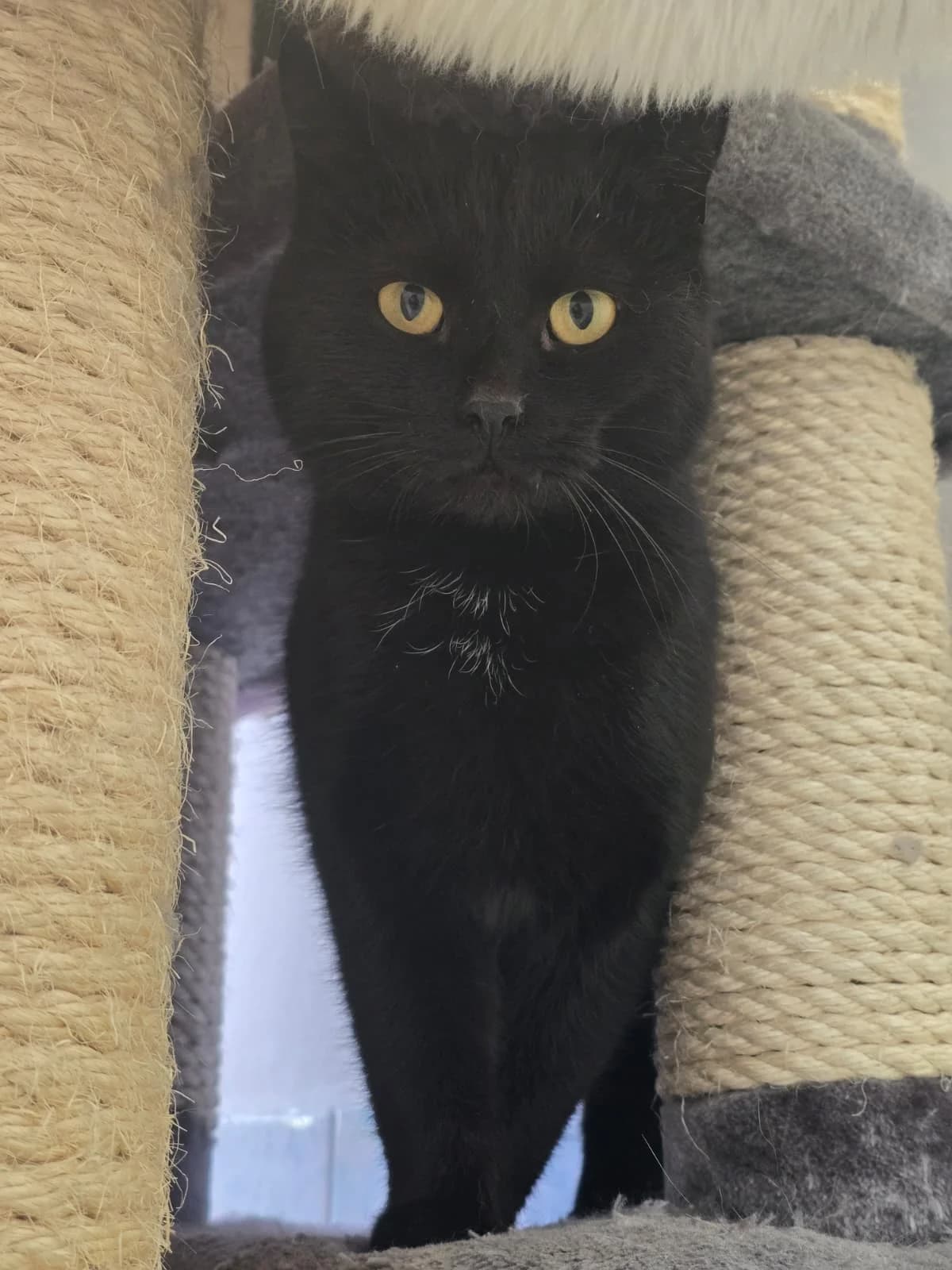 Prince, male 5yo Mixed Breed for adoption at Tierheim Tierschutzverein Freital