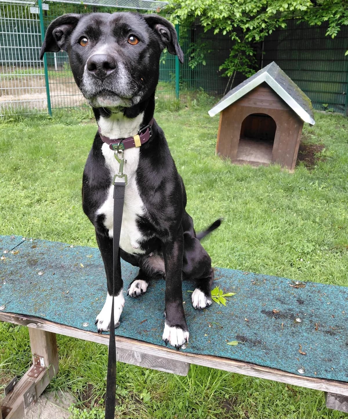Jackie, Mixed Breed (Tierheim Tierschutzverein Freital)