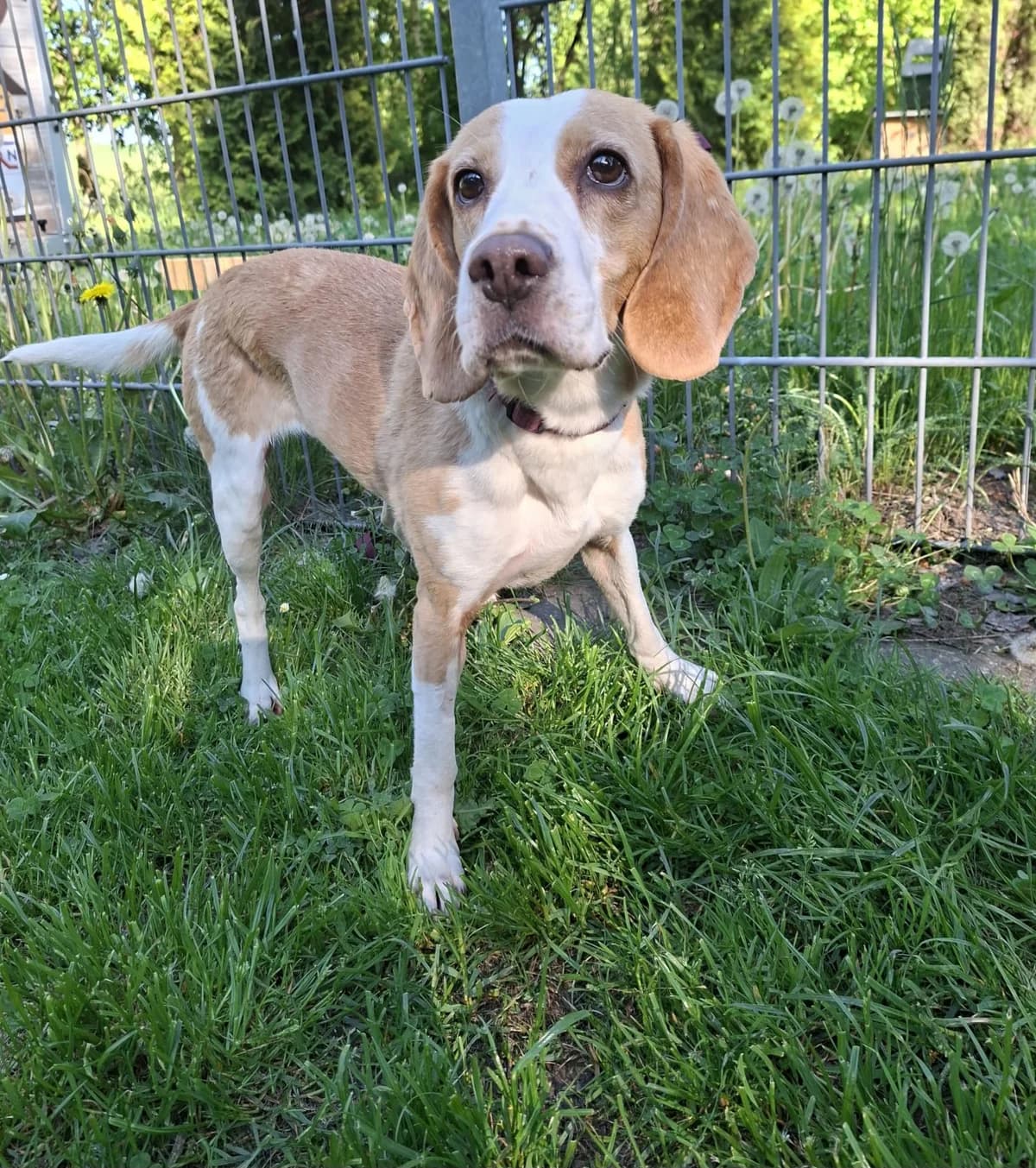 Liesel, Mixed Breed (Tierheim Tierschutzverein Freital)