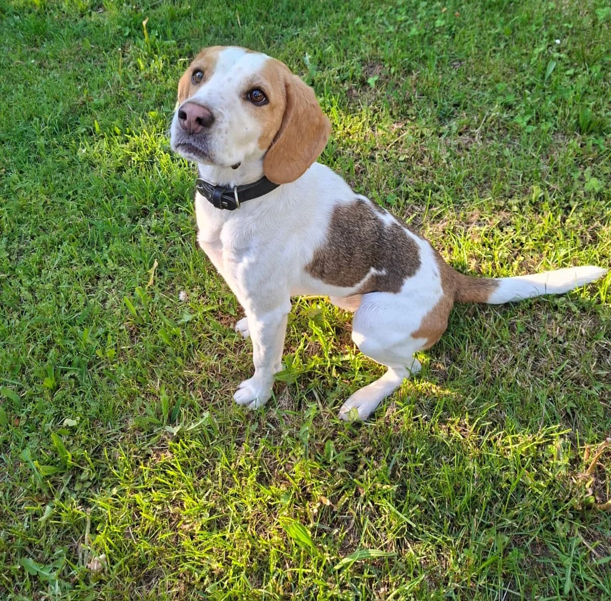 Charly, Mixed Breed (Tierheim Tierschutzverein Freital)