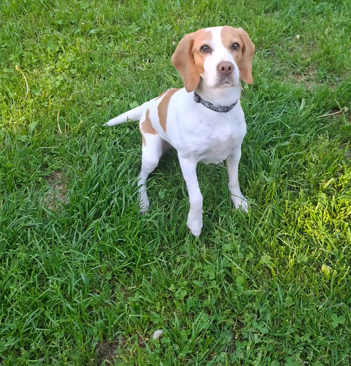 Josi, female senior Mixed Breed for adoption at Tierheim Tierschutzverein Freital