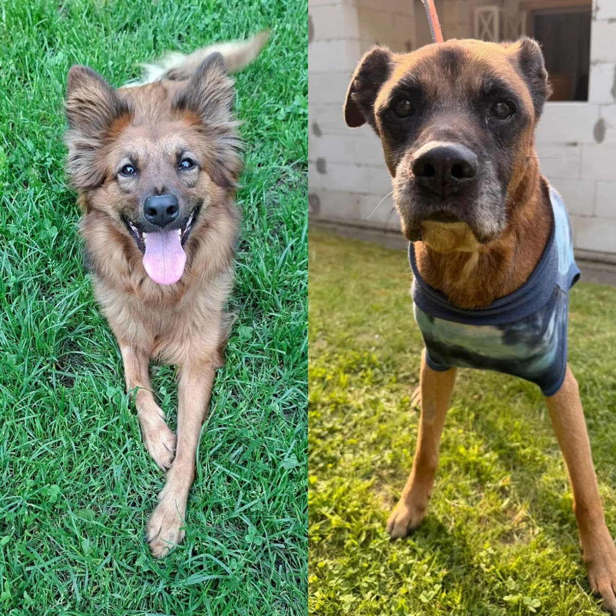 Everest Und Bolle,  senior Mixed Breed for adoption at Tierheim Tierschutzverein Freital