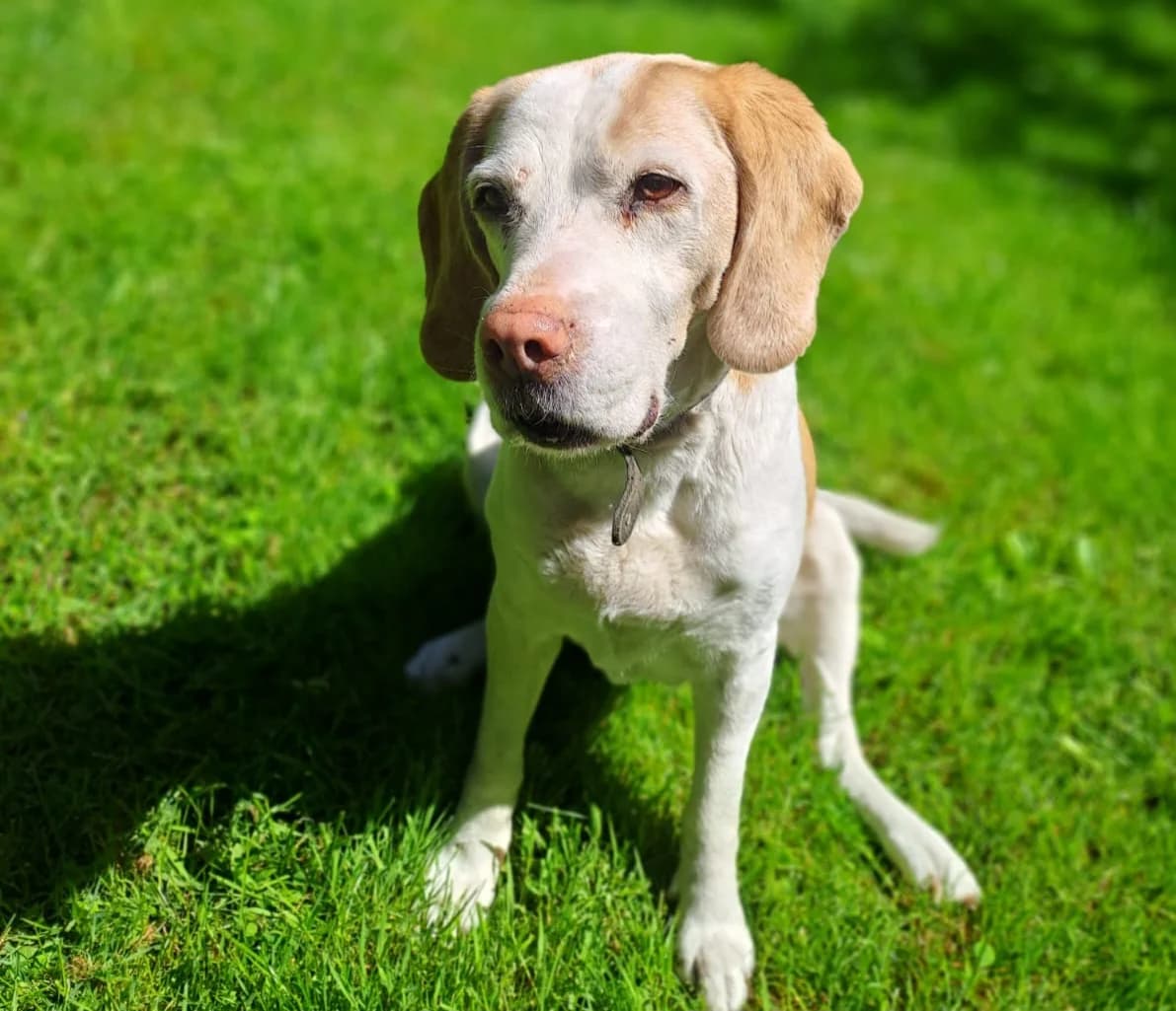 Shaila, Mixed Breed (Tierheim Tierschutzverein Freital)