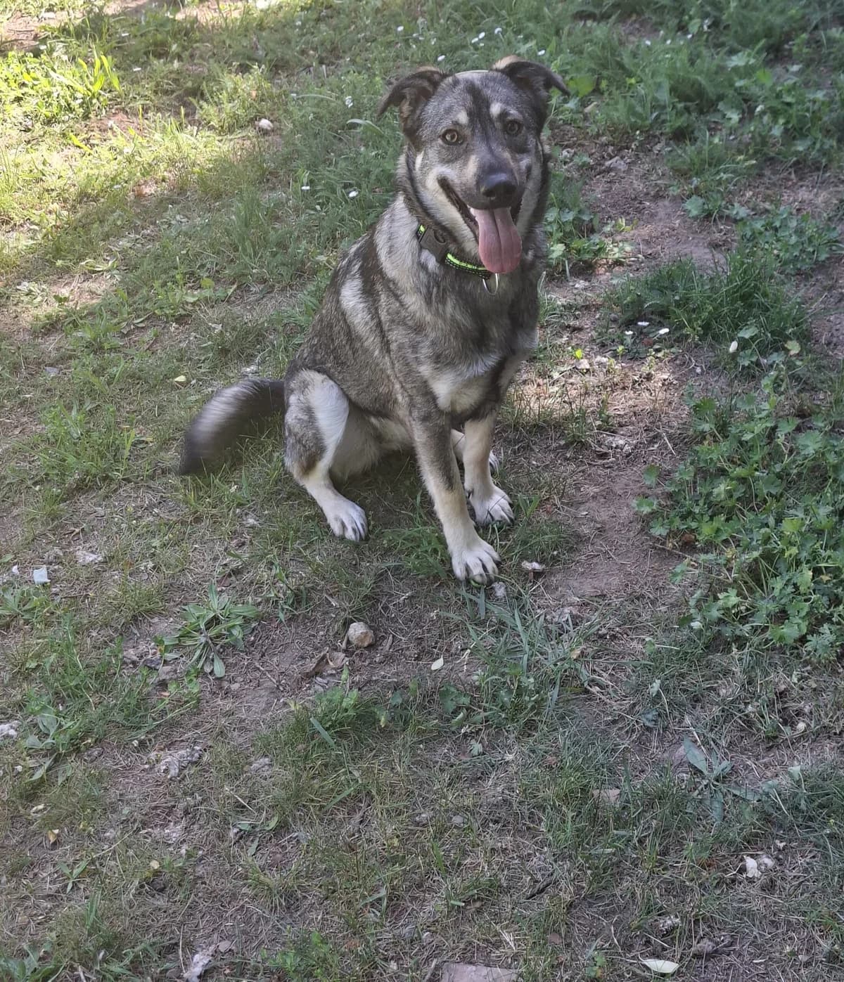 Hannah, Mixed Breed (Tierheim Tierschutzverein Freital)