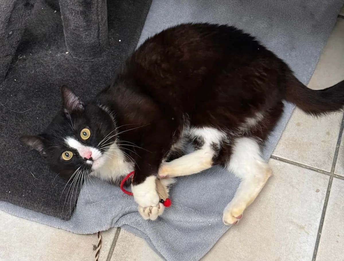 Mitja, male 3yo Mixed Breed for adoption at Tierheim Tierschutzverein Freital