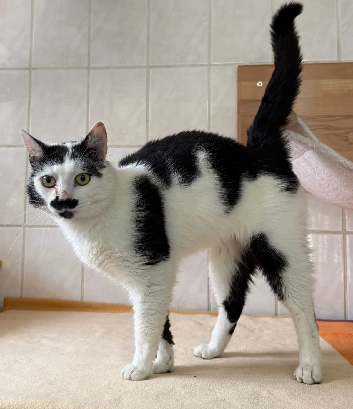 Schnurrbert, male 3yo Mixed Breed for adoption at Tierheim Tierschutzverein Freital