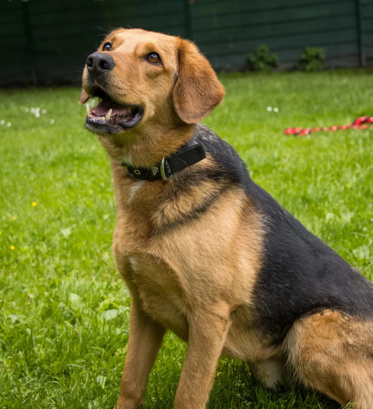 Balu, female Mixed Breed for adoption at Tierheim Tierschutzverein Freital