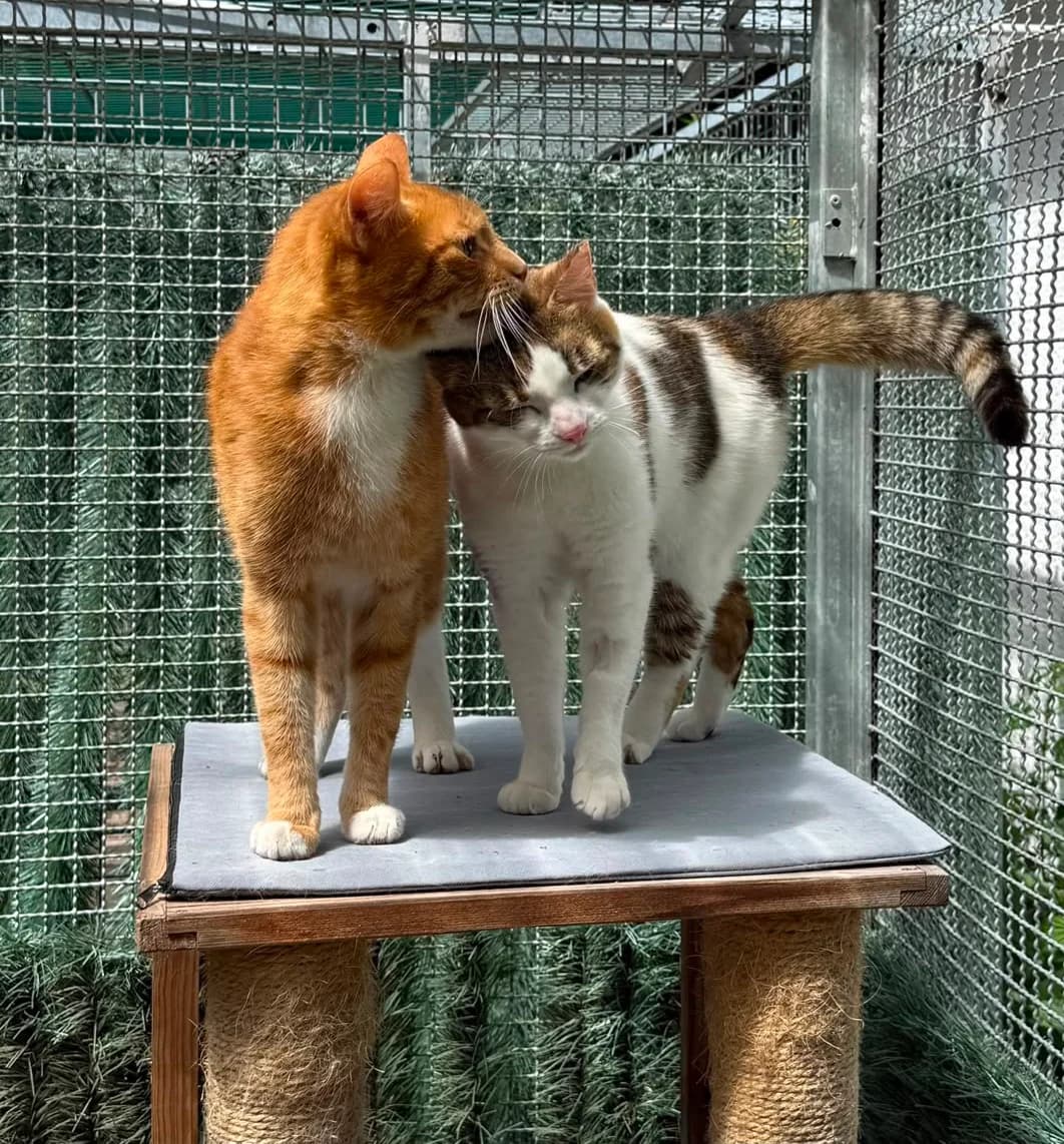 Krümel Und Mausi,  3yo Mixed Breed for adoption at Tierheim Tierschutzverein Freital