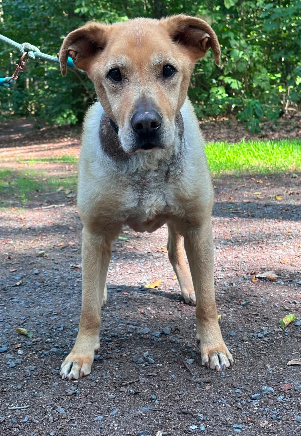 Charly,  Mixed Breed for adoption at Tierheim Tierschutzverein Freital
