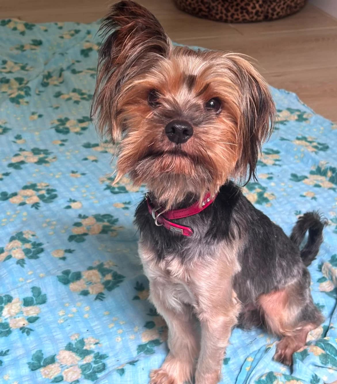 Richard, female Mixed Breed for adoption at Tierheim Tierschutzverein Freital