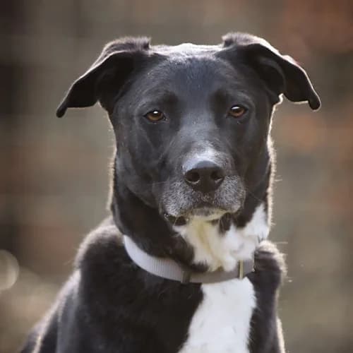 Aron, male senior Labrador Retriever for adoption at Tierheim Fulda, Fulda