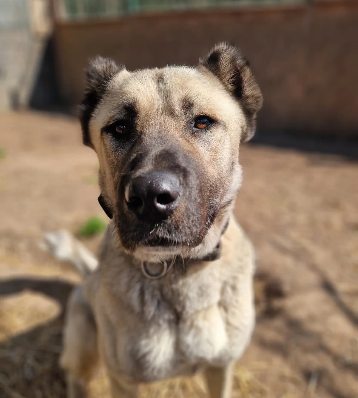 Berta, female 4yo Kangal for adoption at Tierheim Fulda, Fulda