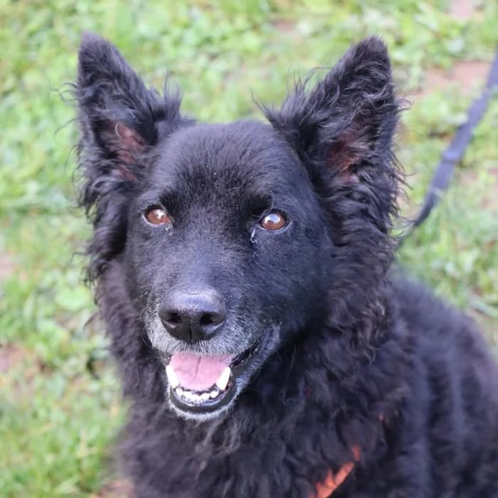 Lucky, male senior Mixed Breed for adoption at Tierheim Fulda, Fulda