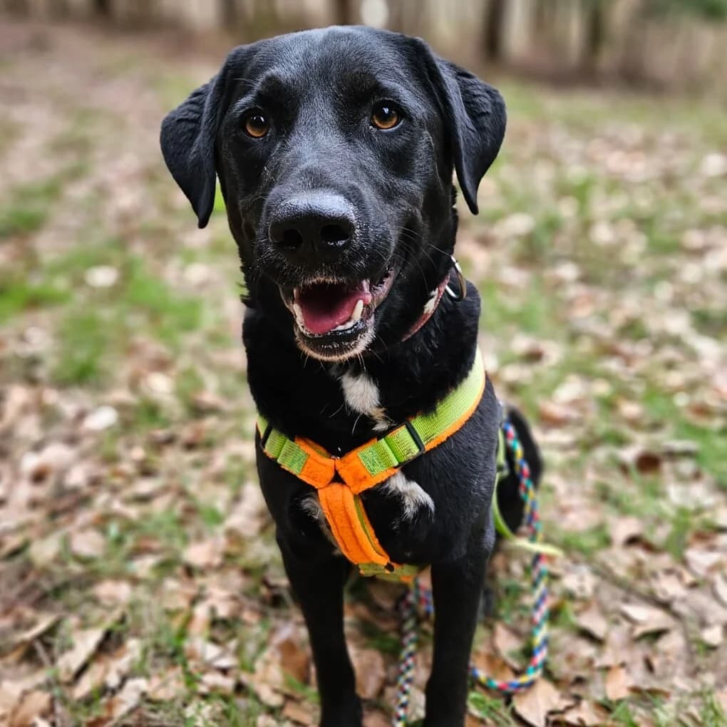Rudi, male 6yo Labrador Retriever for adoption at Tierheim Fulda, Fulda