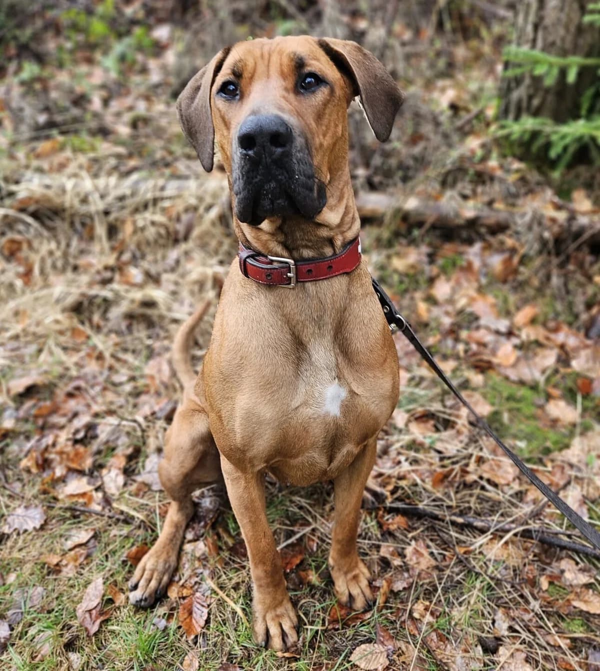 Chaya, female 4yo Cane Corso for adoption at Tierheim Fulda, Fulda