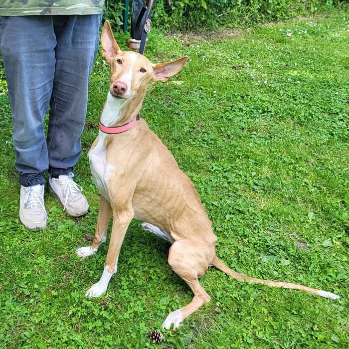 Cleo, female senior Podenco for adoption at Tierheim Fulda, Fulda