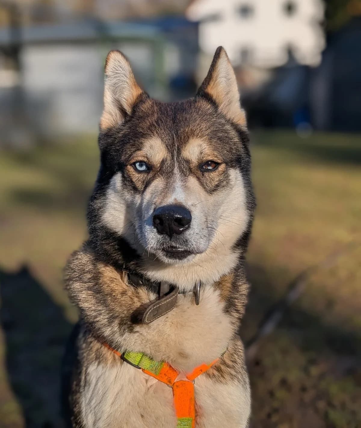 Akela, male 7yo Husky for adoption at Tierheim Fulda, Fulda