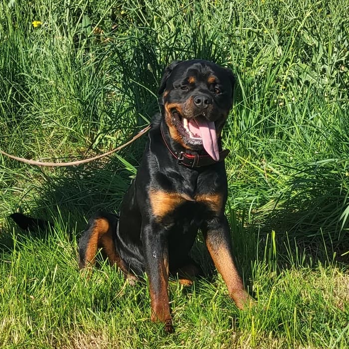 Keks, male 4yo Rottweiler for adoption at Tierheim Fulda, Fulda
