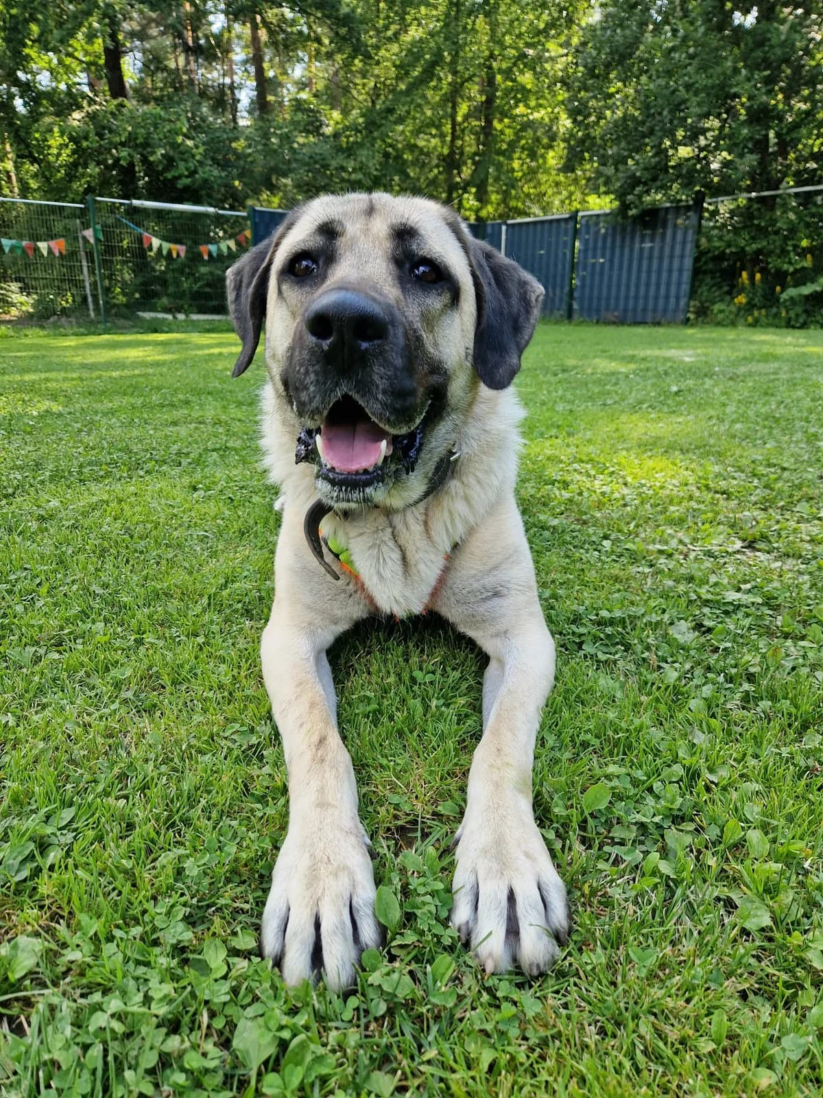 Wilma, female 4yo Kangal for adoption at Tierheim Fulda, Fulda