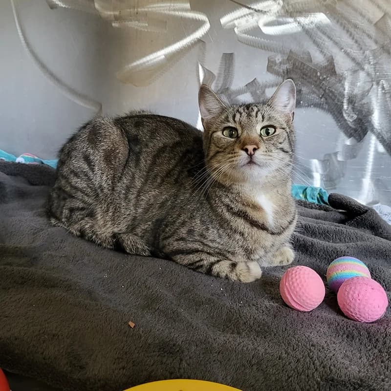 Angelo, male European Shorthair for adoption at Tierheim Fulda, Fulda