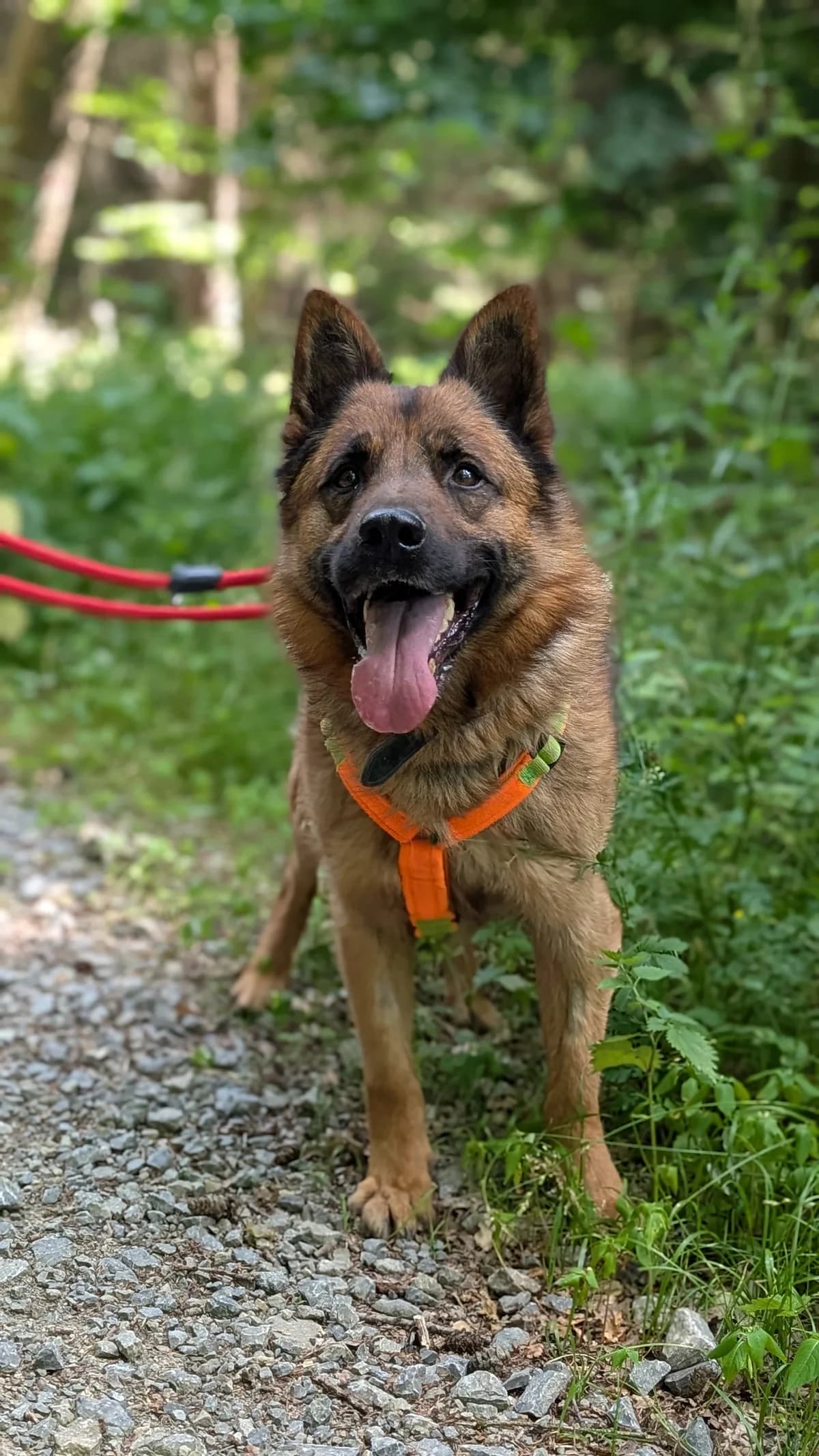 Karamell, male senior German Shepherd for adoption at Tierheim Fulda, Fulda