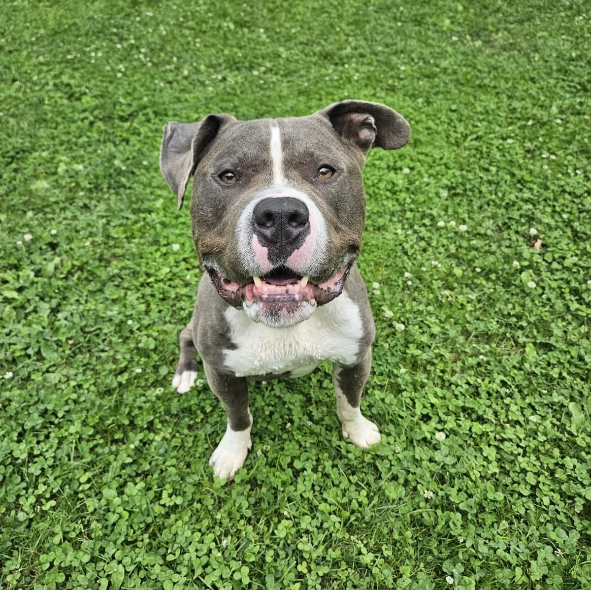 Muffin, male 6yo Pit Bull Terrier for adoption at Tierheim Fulda, Fulda