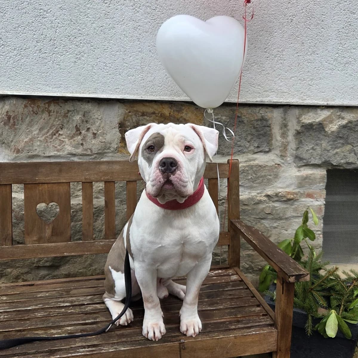 Donut, male 4yo English Bulldog for adoption at Tierheim Fulda, Fulda