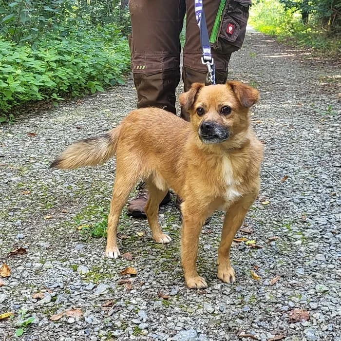 Dobby, male 6yo Mixed Breed for adoption at Tierheim Fulda, Fulda